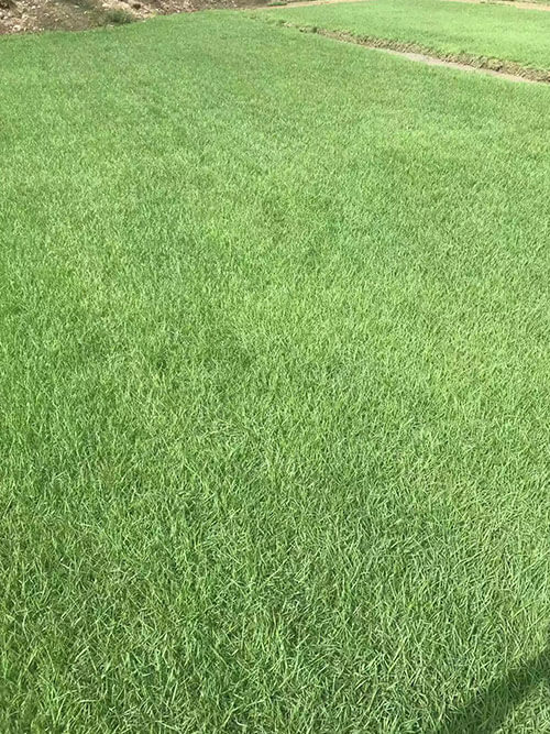 台湾草，马尼拉草11