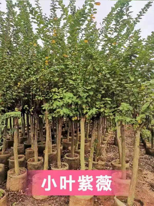 小叶紫薇