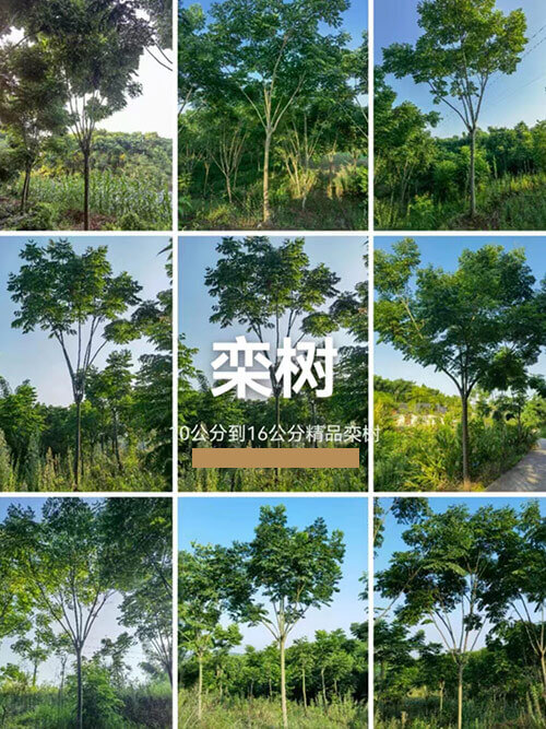 栾树