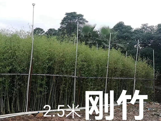 刚竹