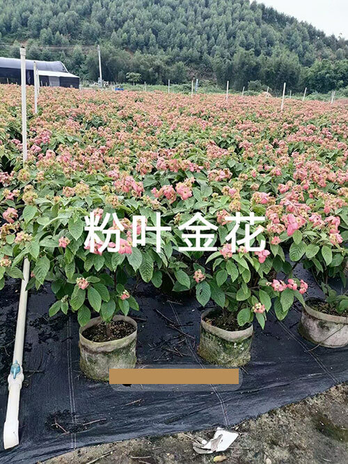 粉叶金花