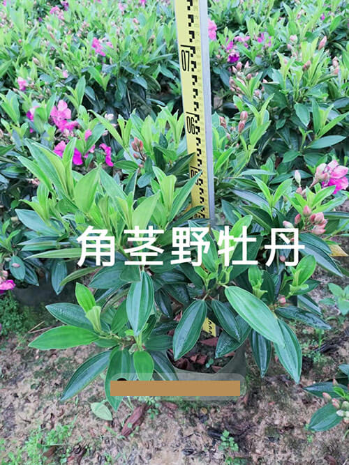 角茎野牡丹
