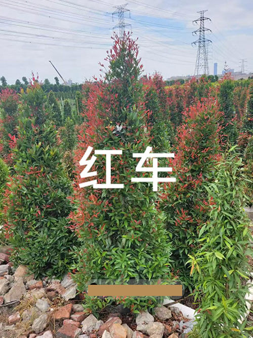 红车