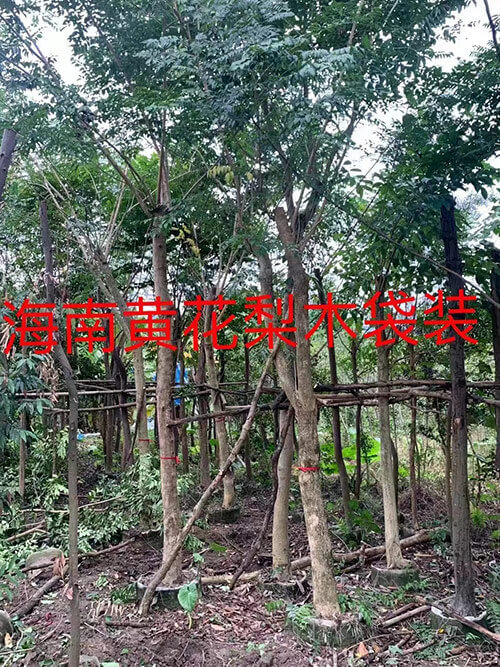 海南黄花梨