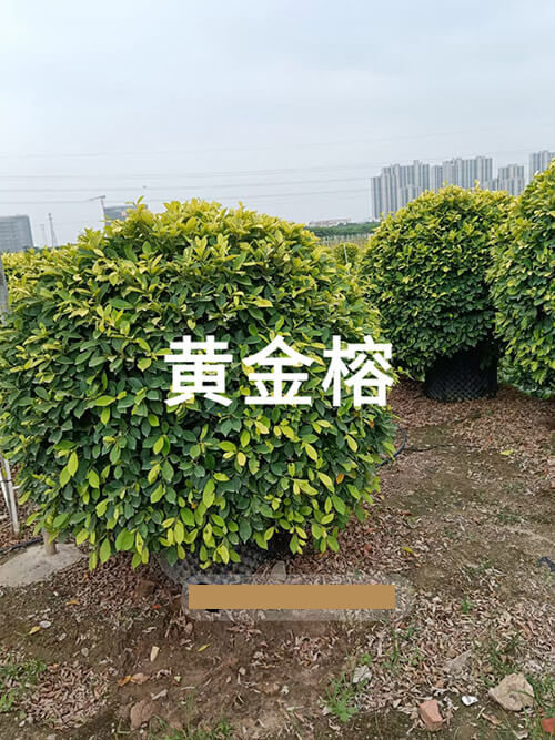 黄金榕