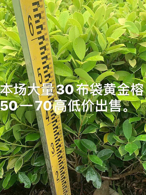 黄金榕2
