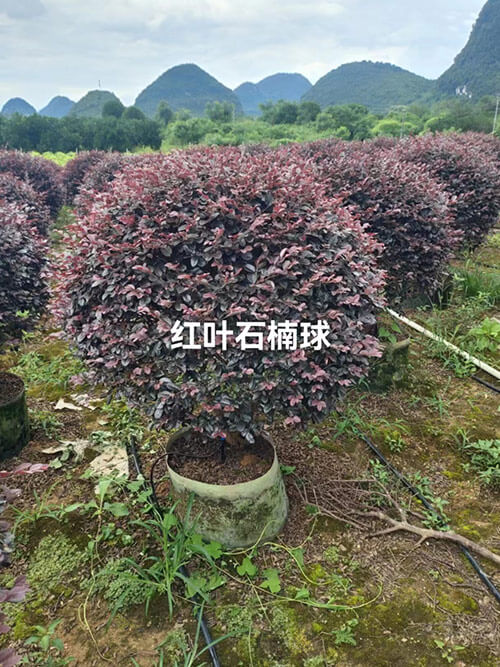 红叶石楠树
