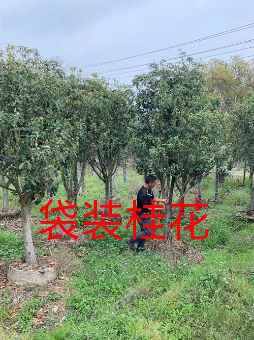 袋装桂花