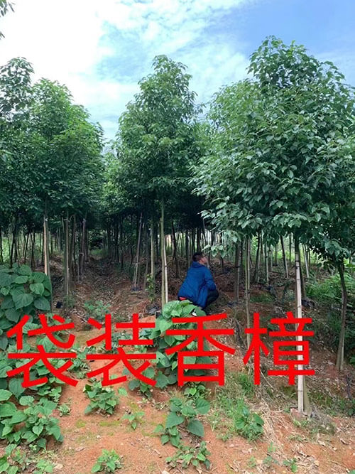 袋装香樟