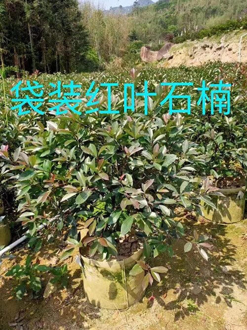 袋装红叶-石楠