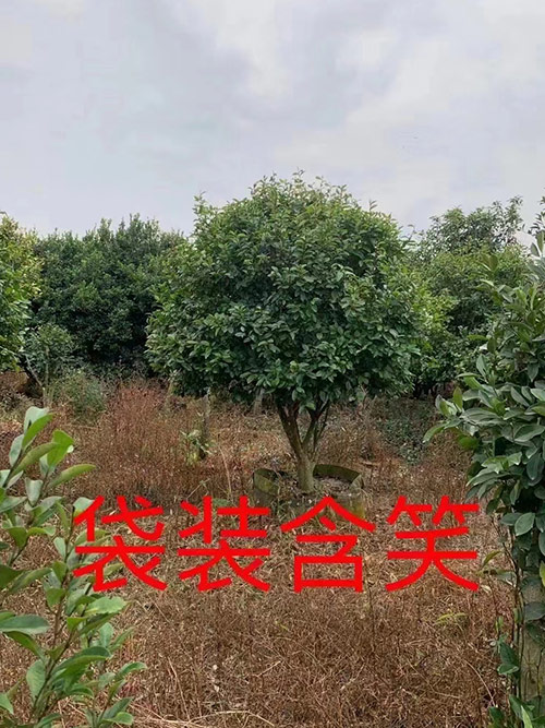 袋装含笑