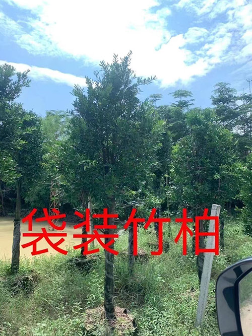 袋装竹柏