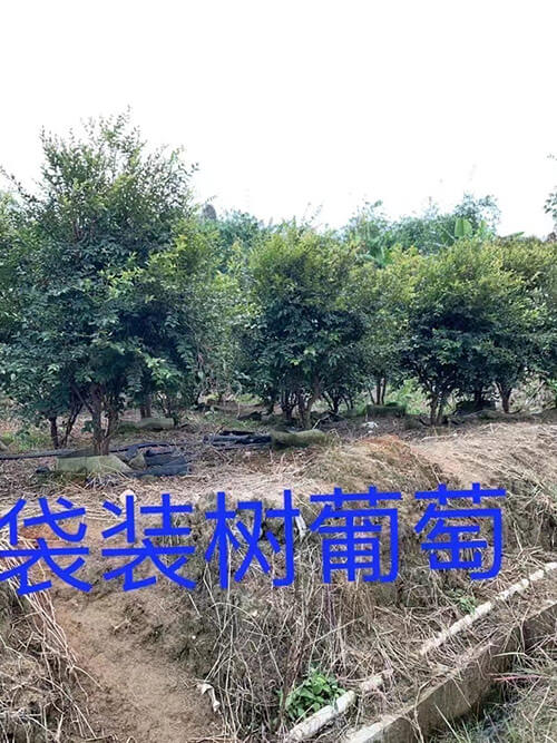 袋装树葡萄