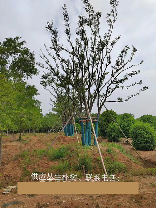 丛生朴树