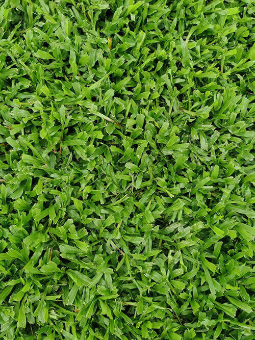 大叶油草6